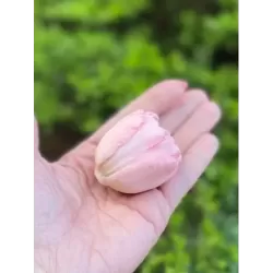 Silicone mold Open Tulip 2