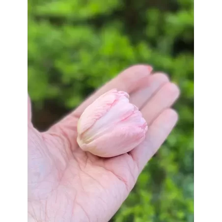 Foremka Tulipan otwarty