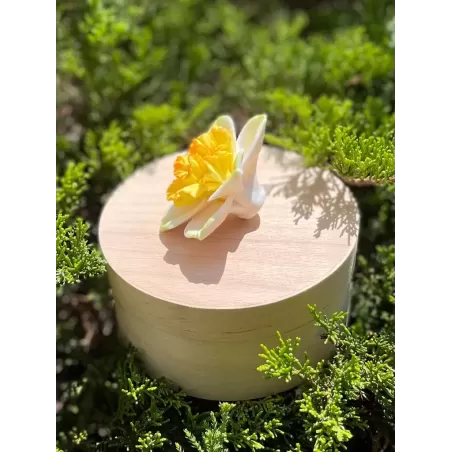 Foremka narcyz żonkil