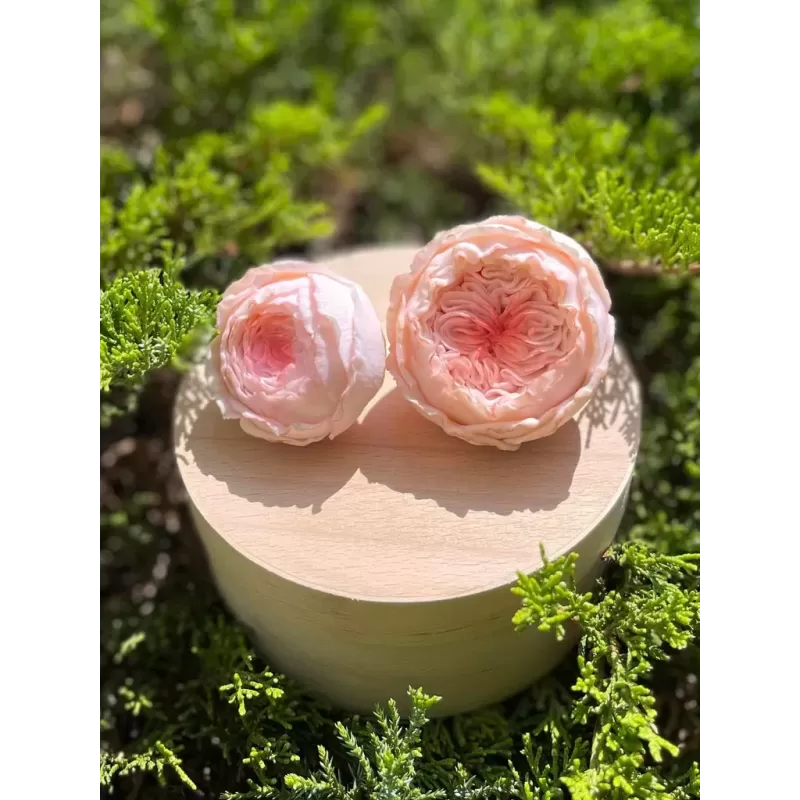 Foremka Róża Valencia