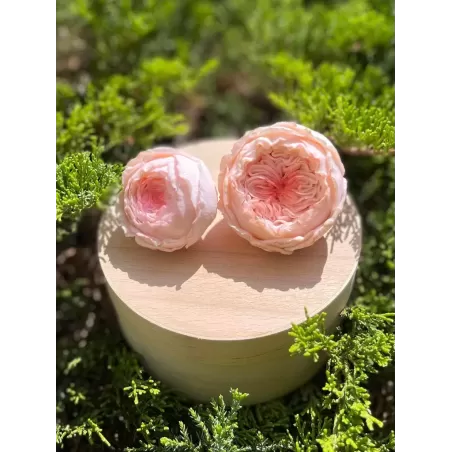 Foremka Róża Valencia