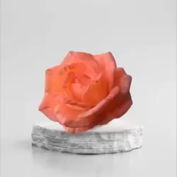 Foremka Róża drobna