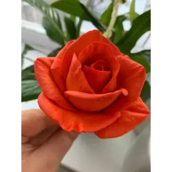 Silicone mold Róża Maria Large