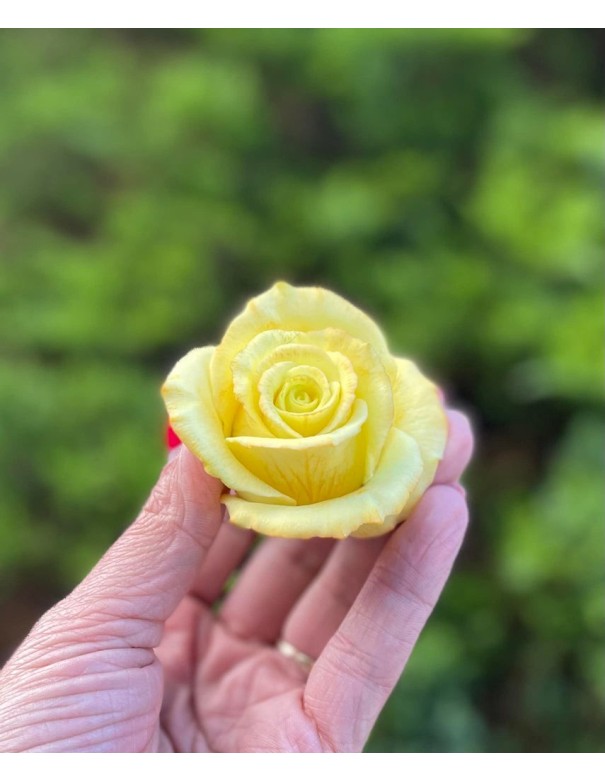 Foremka silikonowa Róża żółta