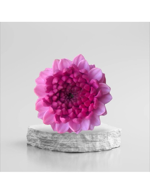 Garden Dahlia Silicone Mold