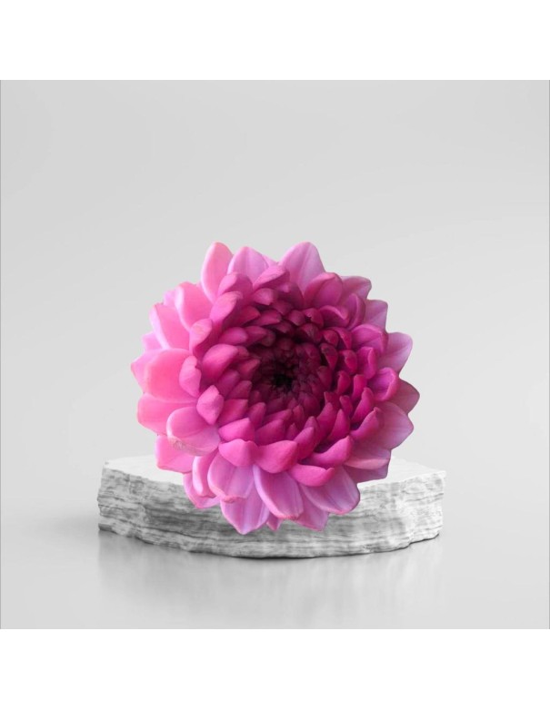 Garden Dahlia Silicone Mold