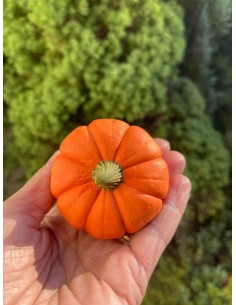 Silicone mould Pumpkin 2