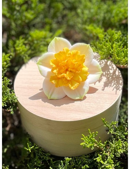 Silicone mold Narcissus daffodil